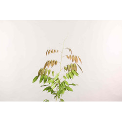 Glicinia - Wisteria floribunda