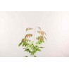 Glicinia - Wisteria floribunda