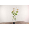 Glicinia - Wisteria floribunda