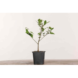 Celtis sinensis