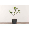 Celtis sinensis