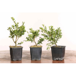 Ilex crenata