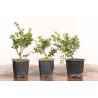 Ilex crenata