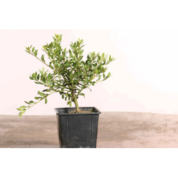 Ilex crenata