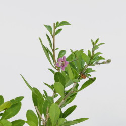 Lycium barbarum (Goji)