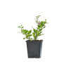 Lycium barbarum (Goji)