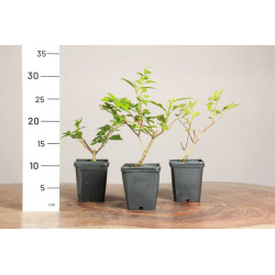 Premna japonica - Acer nioi
