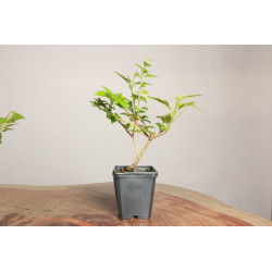 Premna japonica - Acer nioi
