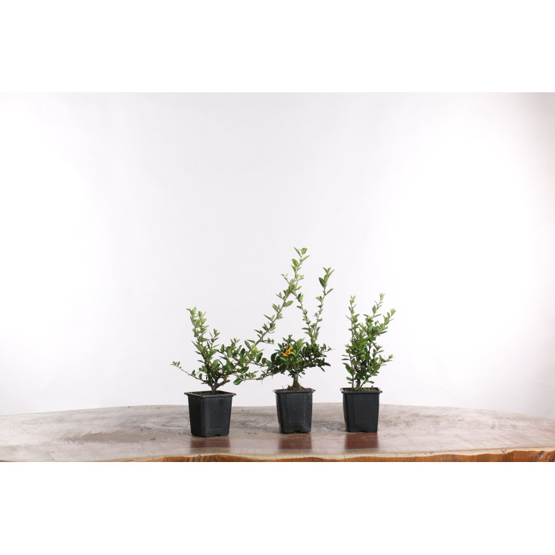 Pyracantha spp.