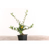 Pyracantha spp.