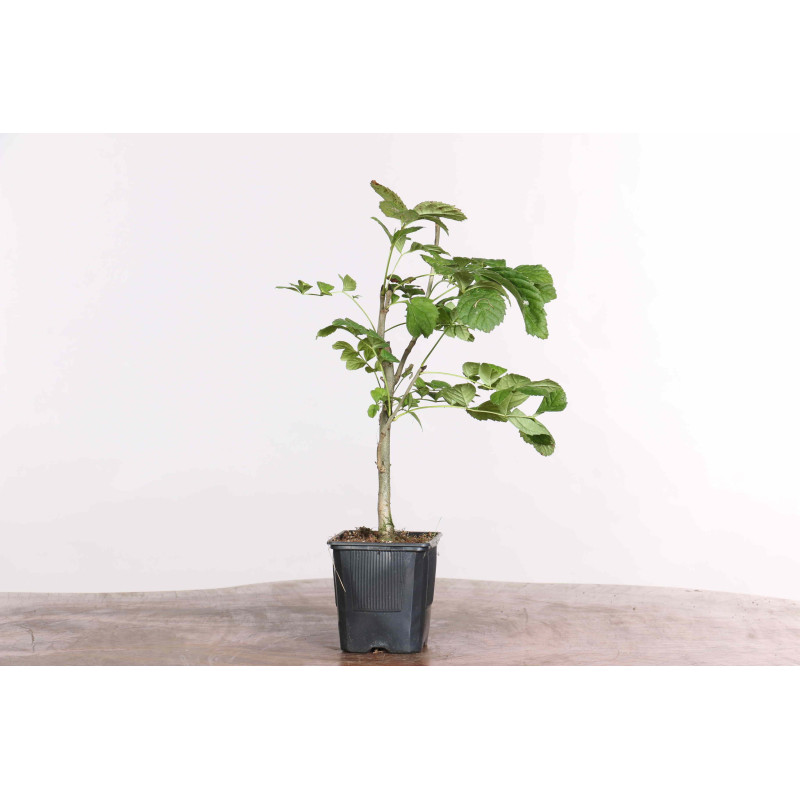 Fraxinus spp.