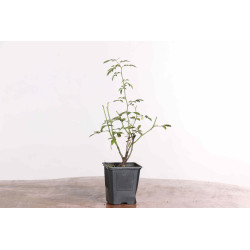 Rosa canina