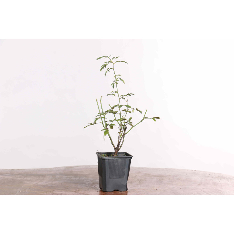 Rosa canina