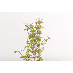 Punica granatum nana
