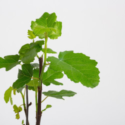 Higuera - Ficus carica