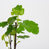 Higuera - Ficus carica