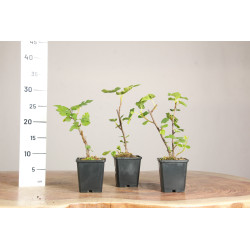 Higuera - Ficus carica