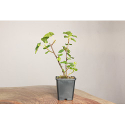 Higuera - Ficus carica