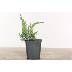 Juniperus sabina
