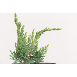 Juniperus sabina