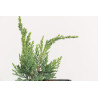 Juniperus sabina
