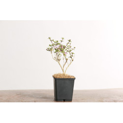 Serissa variegata