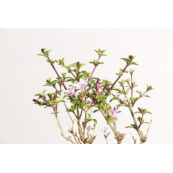 Serissa variegata