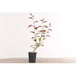 Malus floribunda