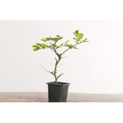 Ulmus geisha