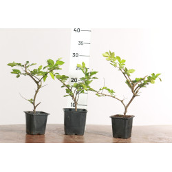 Ulmus geisha