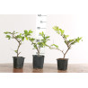 Ulmus geisha