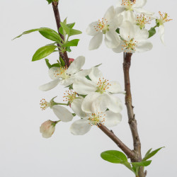 Malus Everest