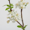 Malus Everest