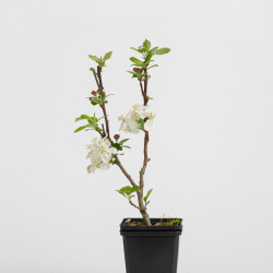 Malus Everest