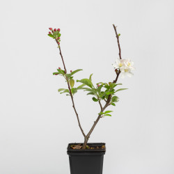 Malus Everest