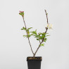 Malus Everest