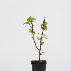 Malus Everest