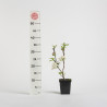 Malus Everest