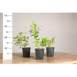 Duranta