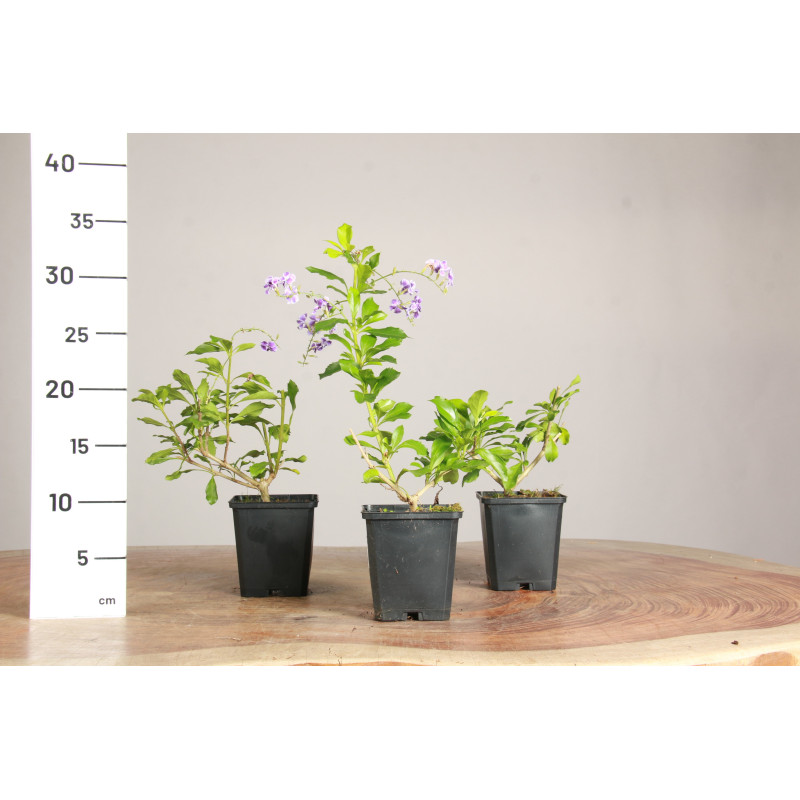 Duranta