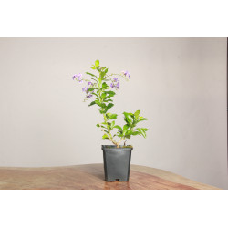 Duranta