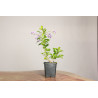 Duranta