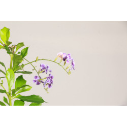 Duranta