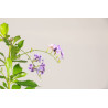 Duranta