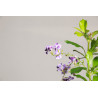 Duranta