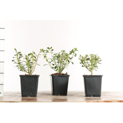 Enkianthus campanulatus