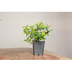 Trachelospermum asiaticum