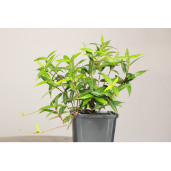 Trachelospermum asiaticum