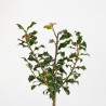 Ilex aquifolium