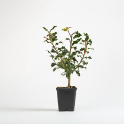 Ilex aquifolium